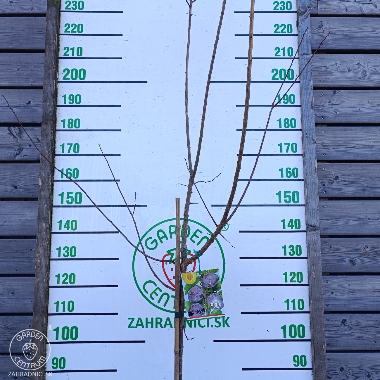 Obrázok Slivka domáca (Prunus domestica) ´TOPTASTE´ - výška 150-170 cm, kont. C6L